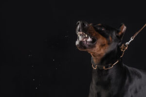 What to Expect During a Maryland Dog Bite Lawsuit