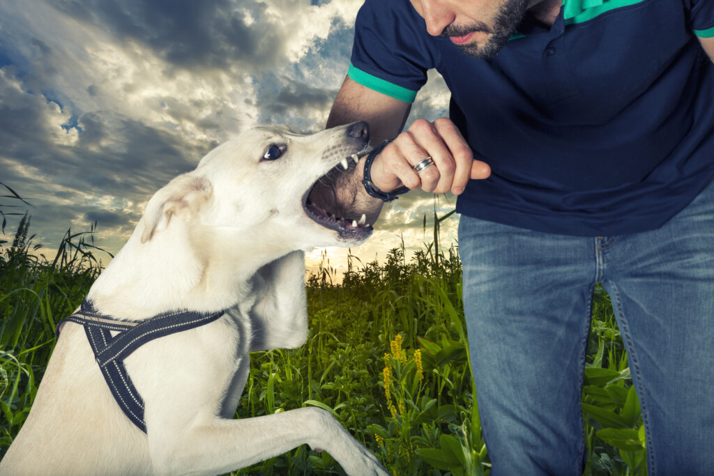 Maryland Dog Bite Statistics: Understanding the Scope of the Problem