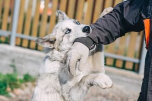 How to Find the Best Dog Bite Lawyer in Maryland